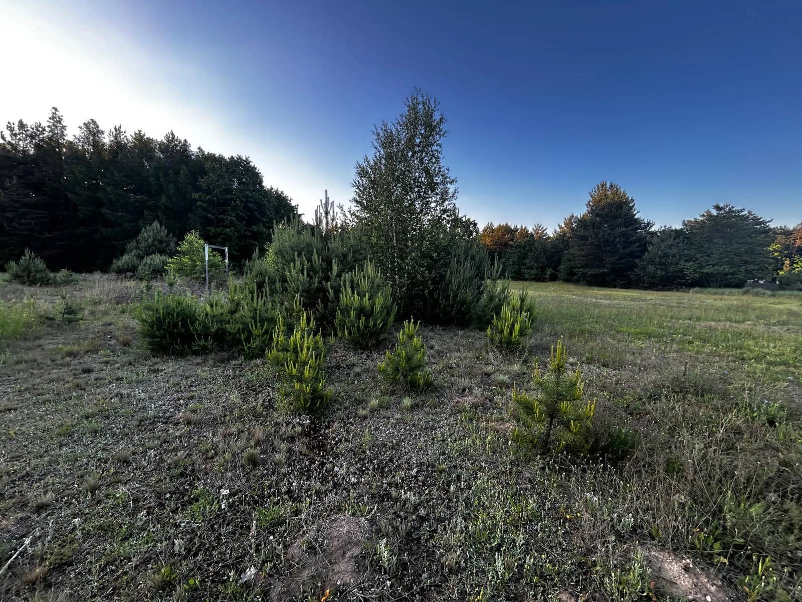 Działka budowlana 1000m² - Puszcza Mariańska - bez prowizji