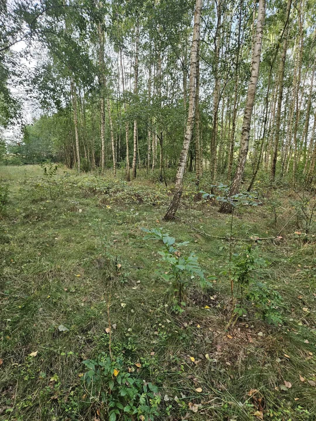 Działka budowana - Zaborów Stary Gostynin mazowieckie