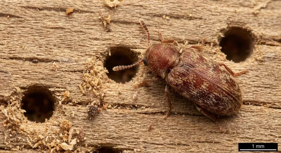 Kołatek domowy (Anobium punctatum) — drąży korytarze w drewnianych meblach