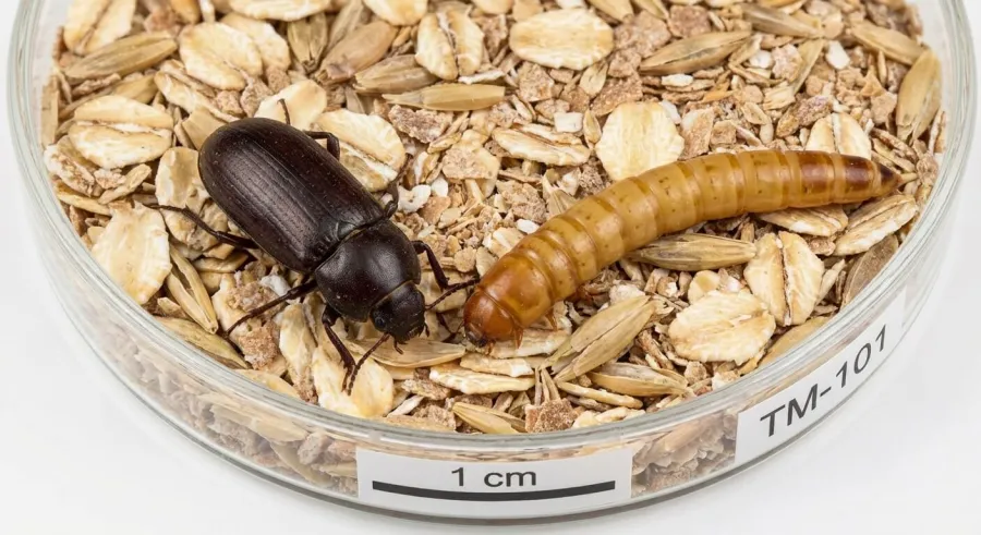 Mącznik młynarek (Tenebrio molitor) — jego larwy żerują na produktach zbożowych
