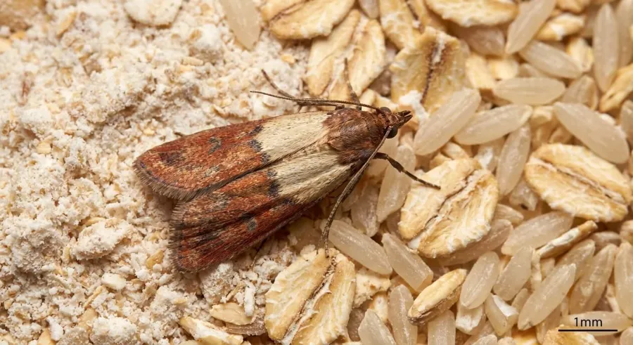 Mklik mączny (Ephestia kuehniella) — mól spożywczy atakujący spiżarnie