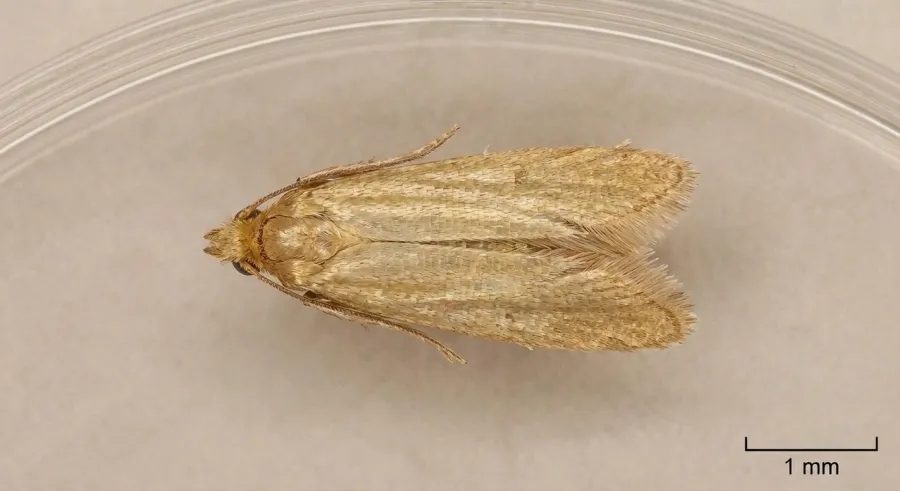 Mól ubraniowy (Tineola bisselliella) — jego larwy niszczą tkaniny naturalne