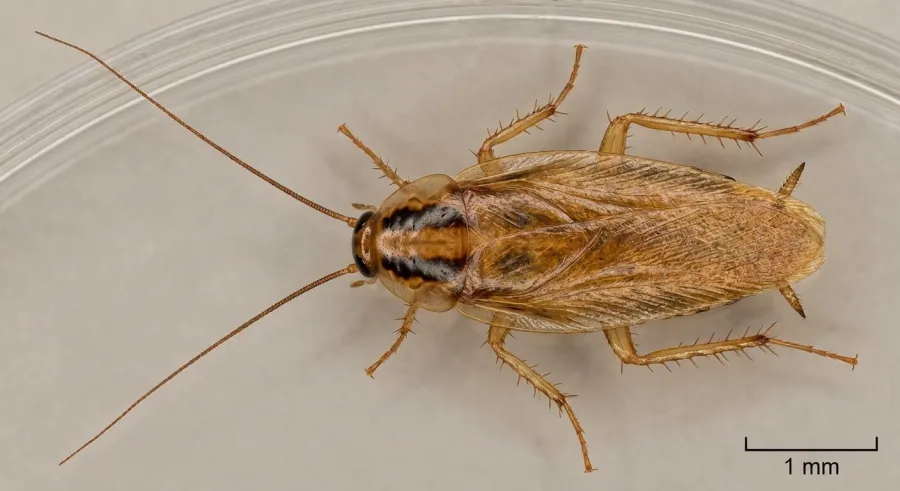 Prusak, czyli karaluch niemiecki (Blattella germanica) — jeden z najczęstszych szkodników domowych