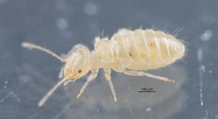 Psotnik zakamarnik (Liposcelis bostrychophila) — żyje wśród książek i starych dokumentów