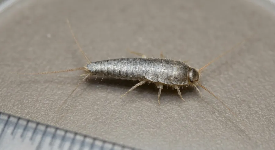 Rybik cukrowy (Lepisma saccharina) — srebrzysto-szary owad spotykany w łazienkach i kuchniach