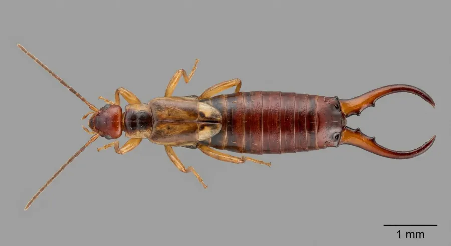 Skorek pospolity (Forficula auricularia) — charakterystyczne szczypce na odwłoku