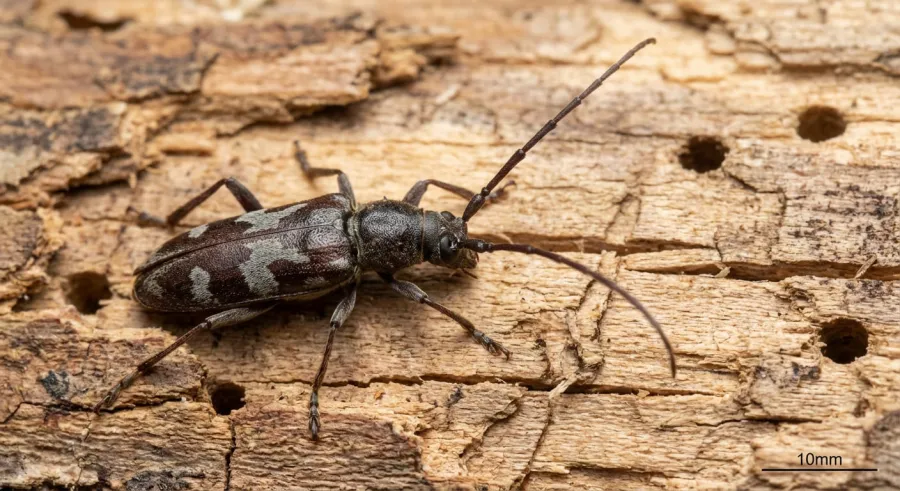 Spuszczel pospolity (Hylotrupes bajulus) — groźny szkodnik drewna konstrukcyjnego