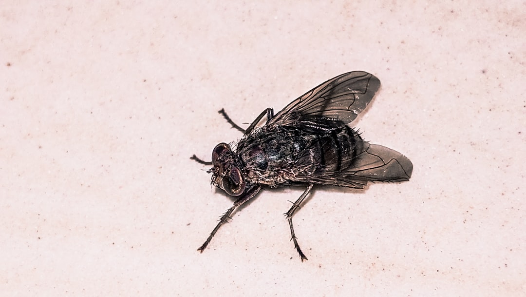 Identyfikacja najczęstszych insektów domowych - karaluchy, mrówki, rybiki i mole