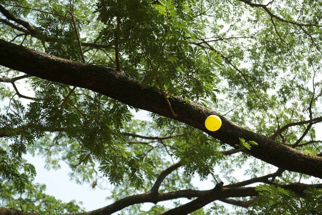 NMT i ortofotomapa — co geodeta może sprawdzić na działce zanim złożysz ofertę?