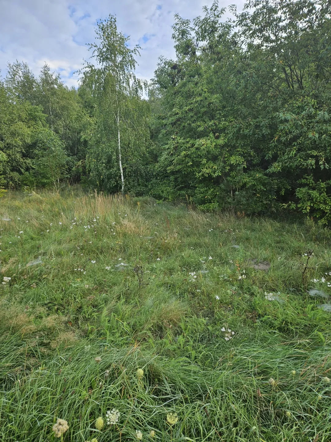 Img 0