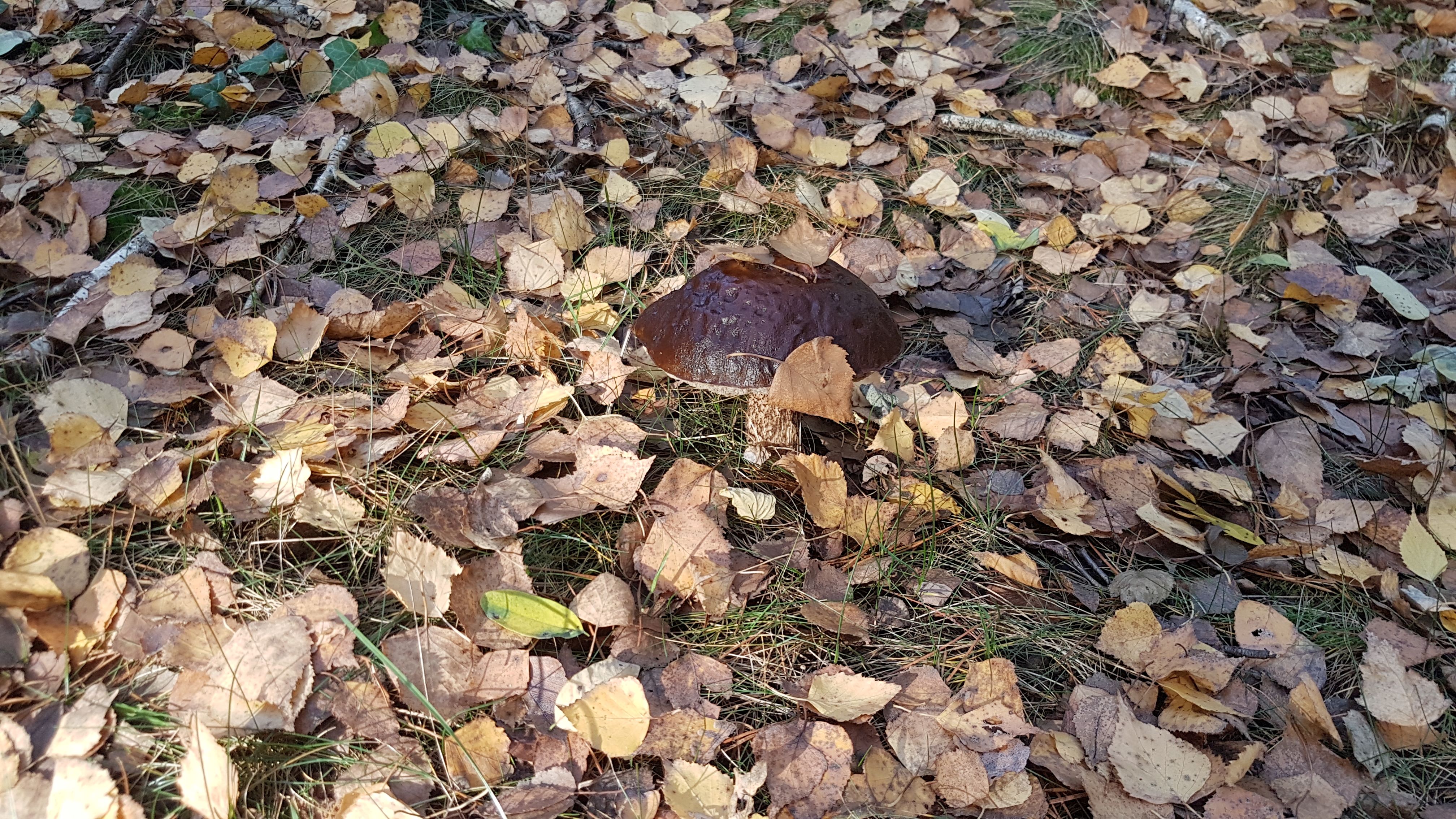 Działka Radzymin Rejentówka