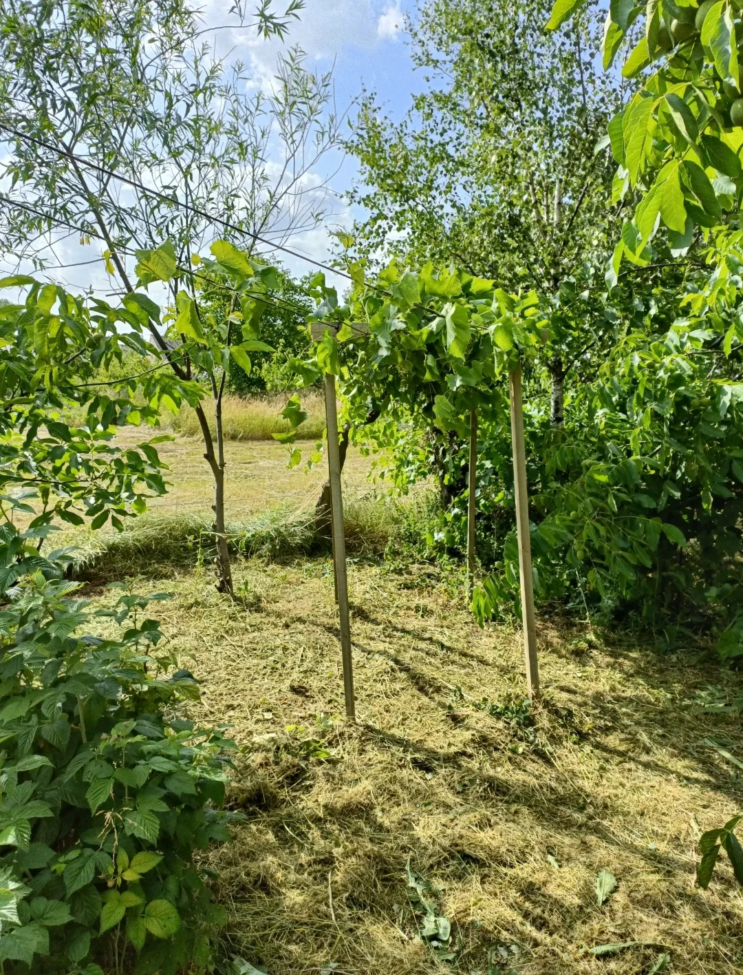 Siedlisko, drzewa owocowe, żyzna gleba, pozwolenie na rozbudowę 3 budynków