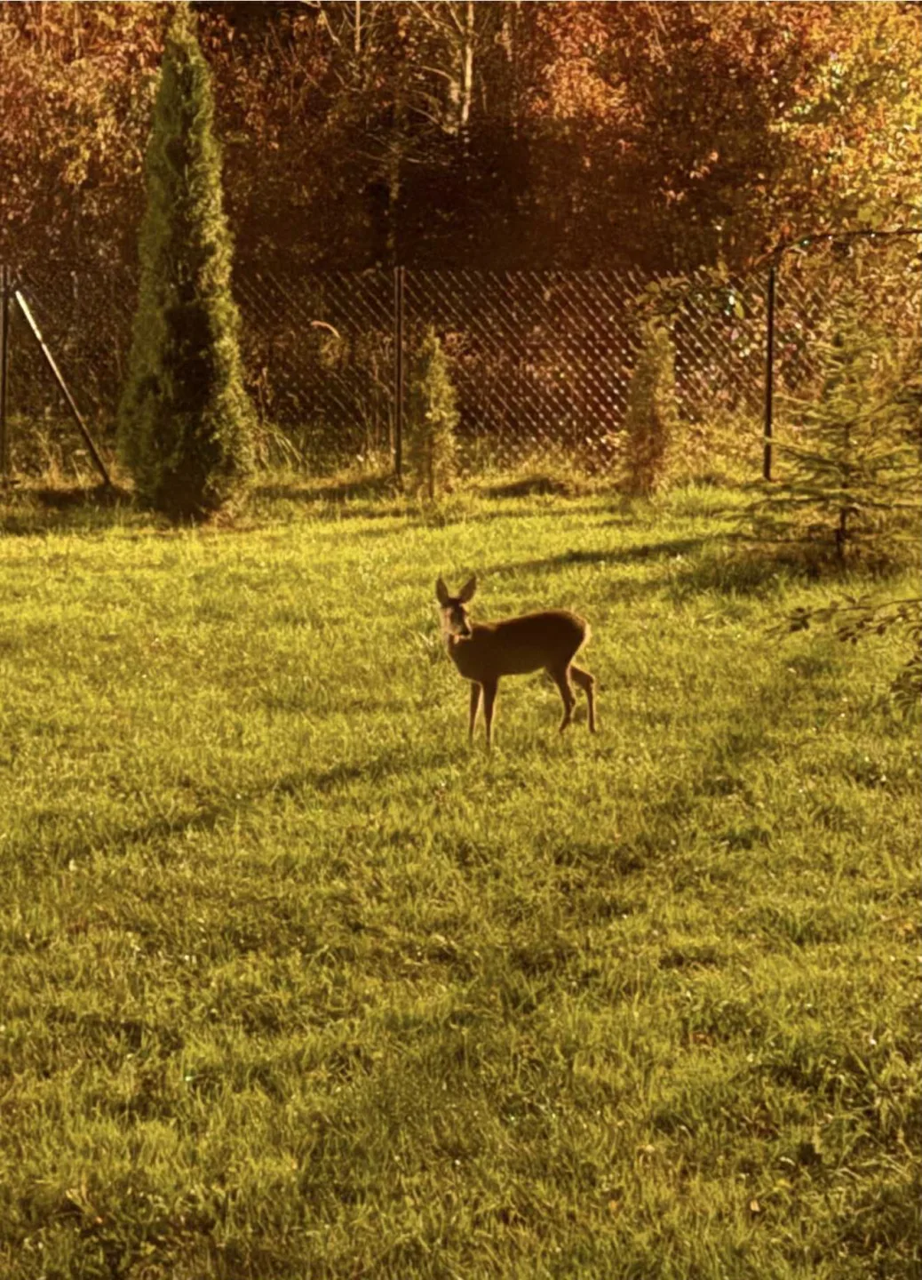 Dom posiadłość siedlisko z dużym potencjałem z szeroką i długą dzialka pod lasem