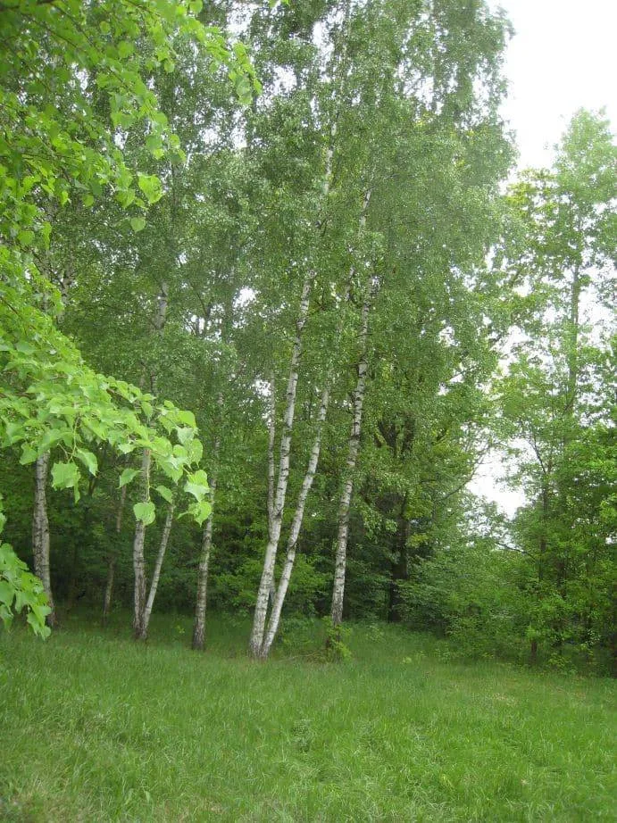 Działkę rekreacyjną sprzedam