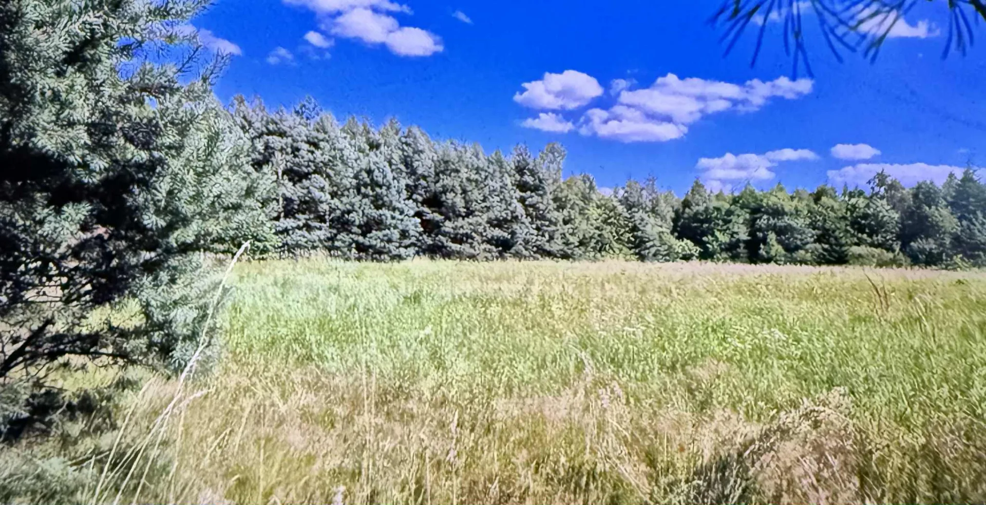 Działka szeroka długa pod lasem