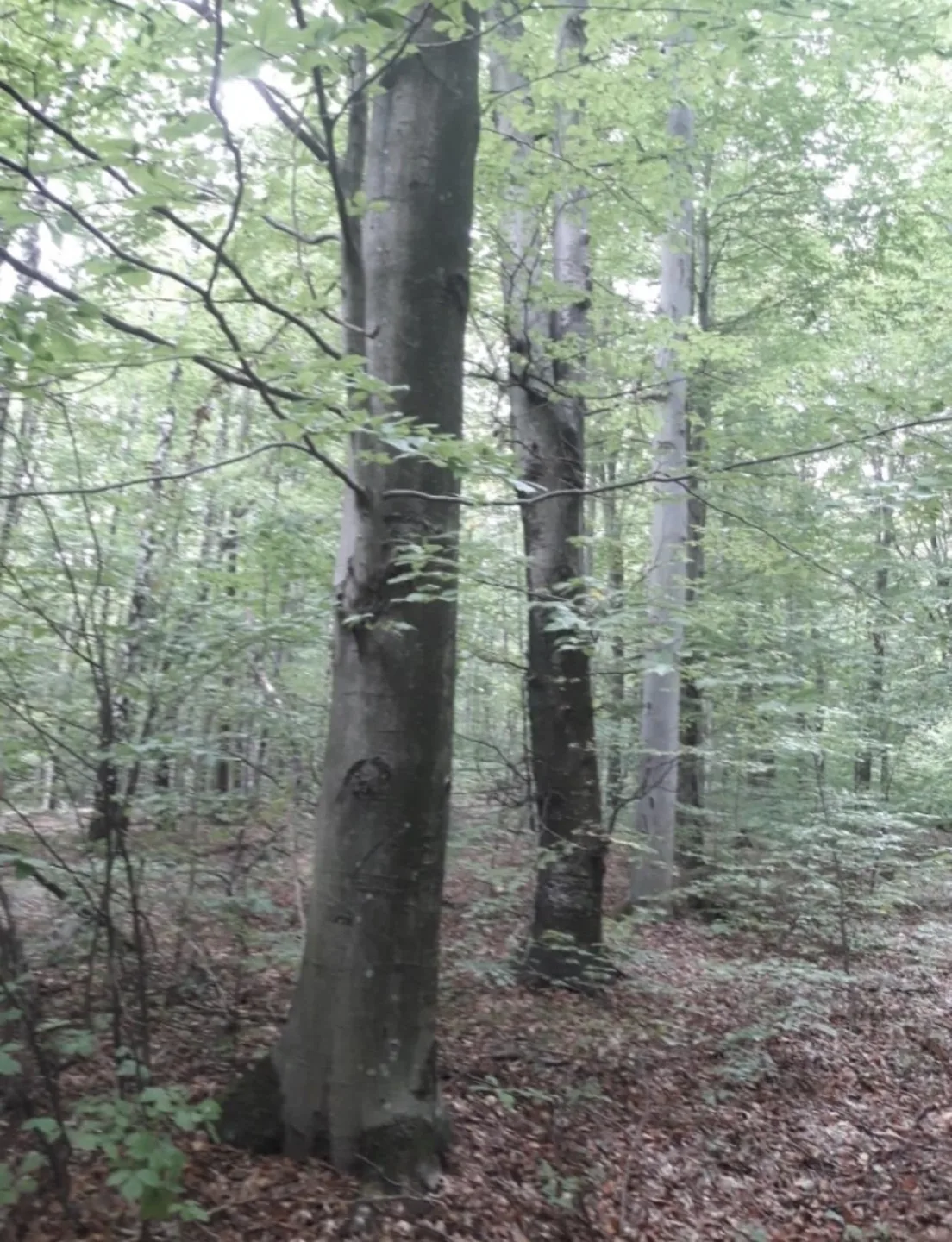 Sprzedam las bukowy o powierzchni 1 ha