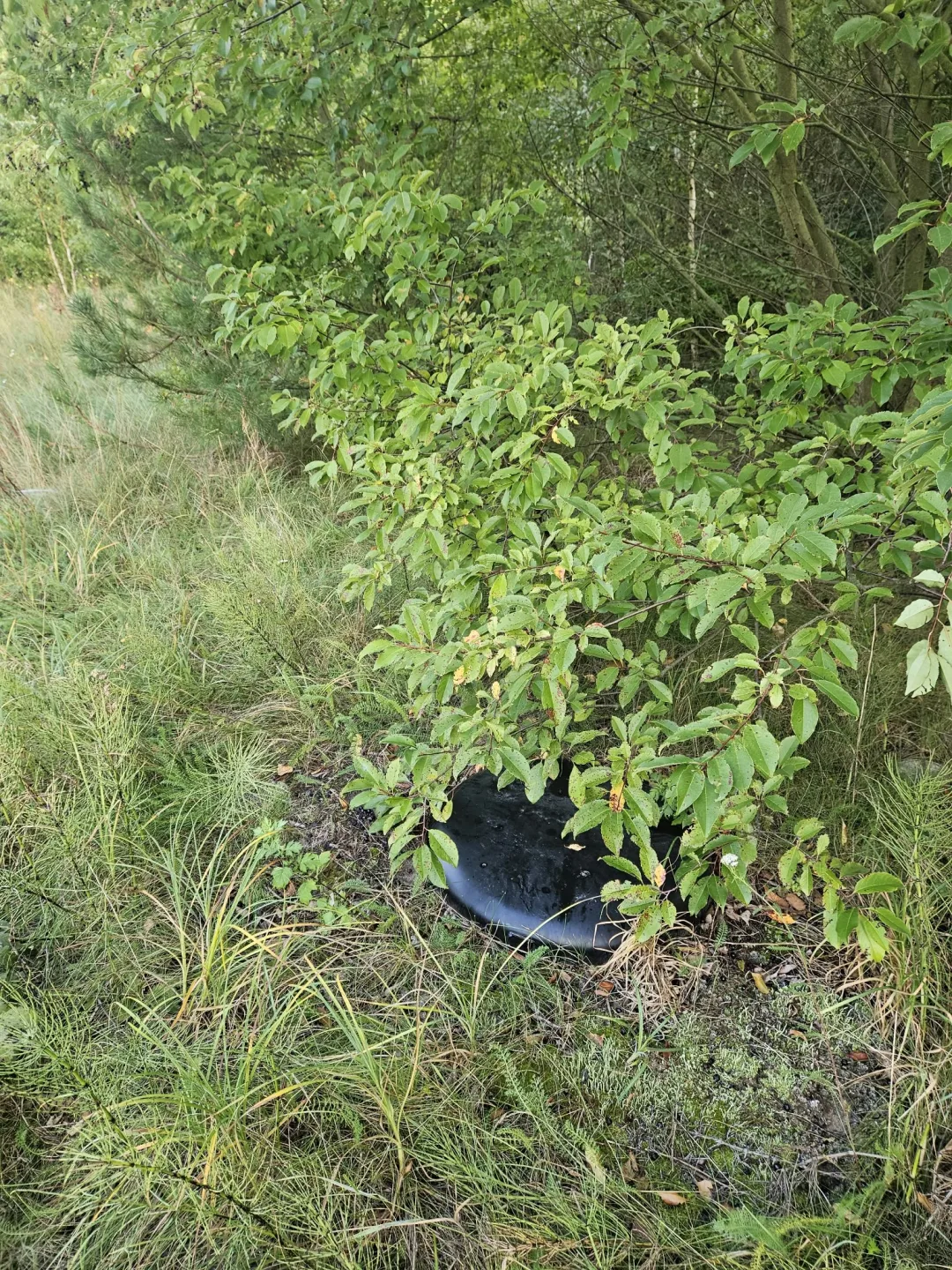 Img 1