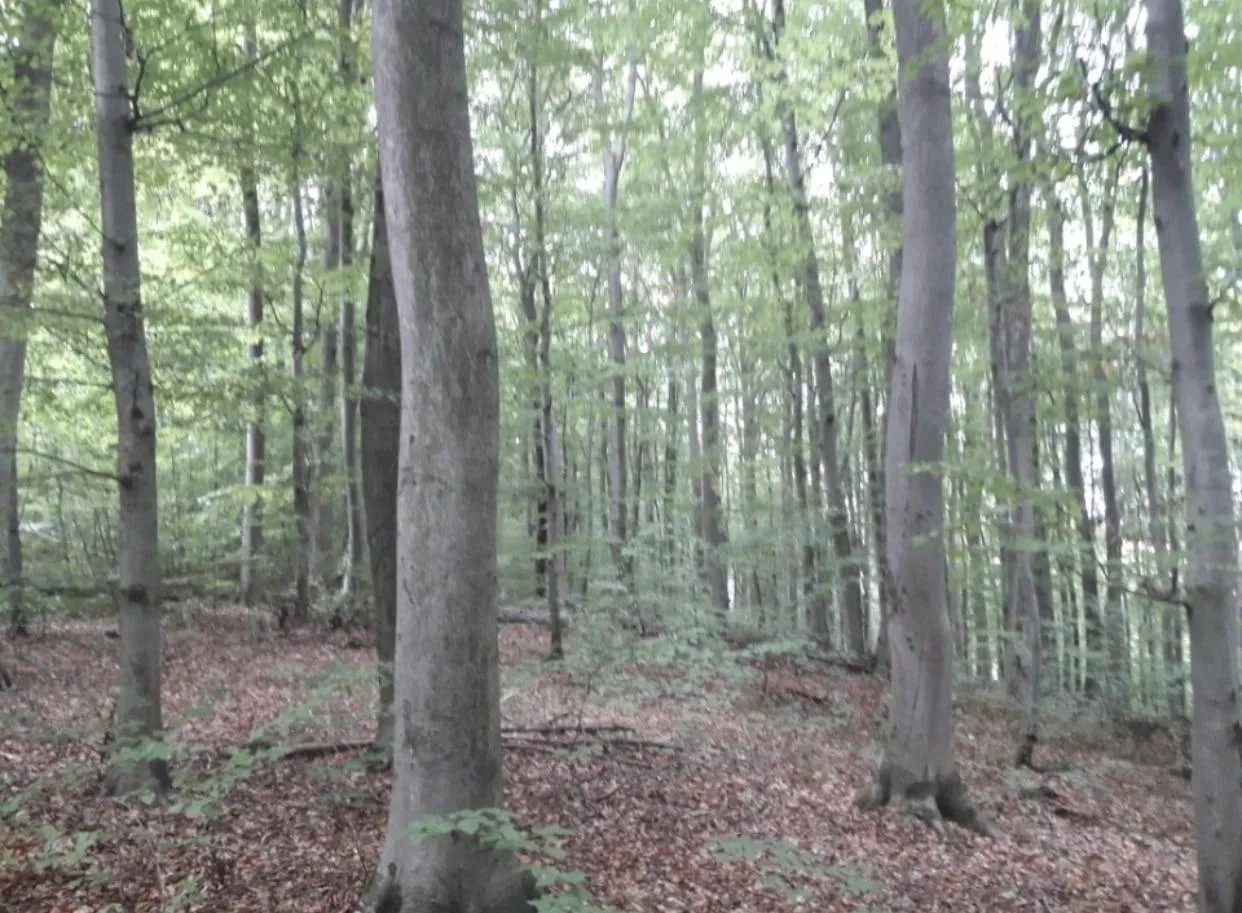 Sprzedam las bukowy o powierzchni 1 ha