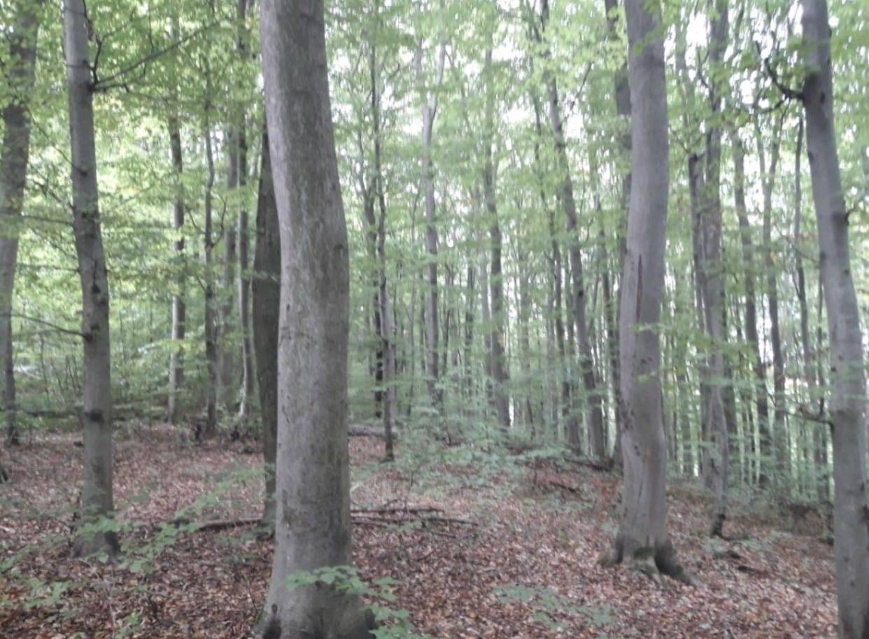 Sprzedam las bukowy o powierzchni 1 ha