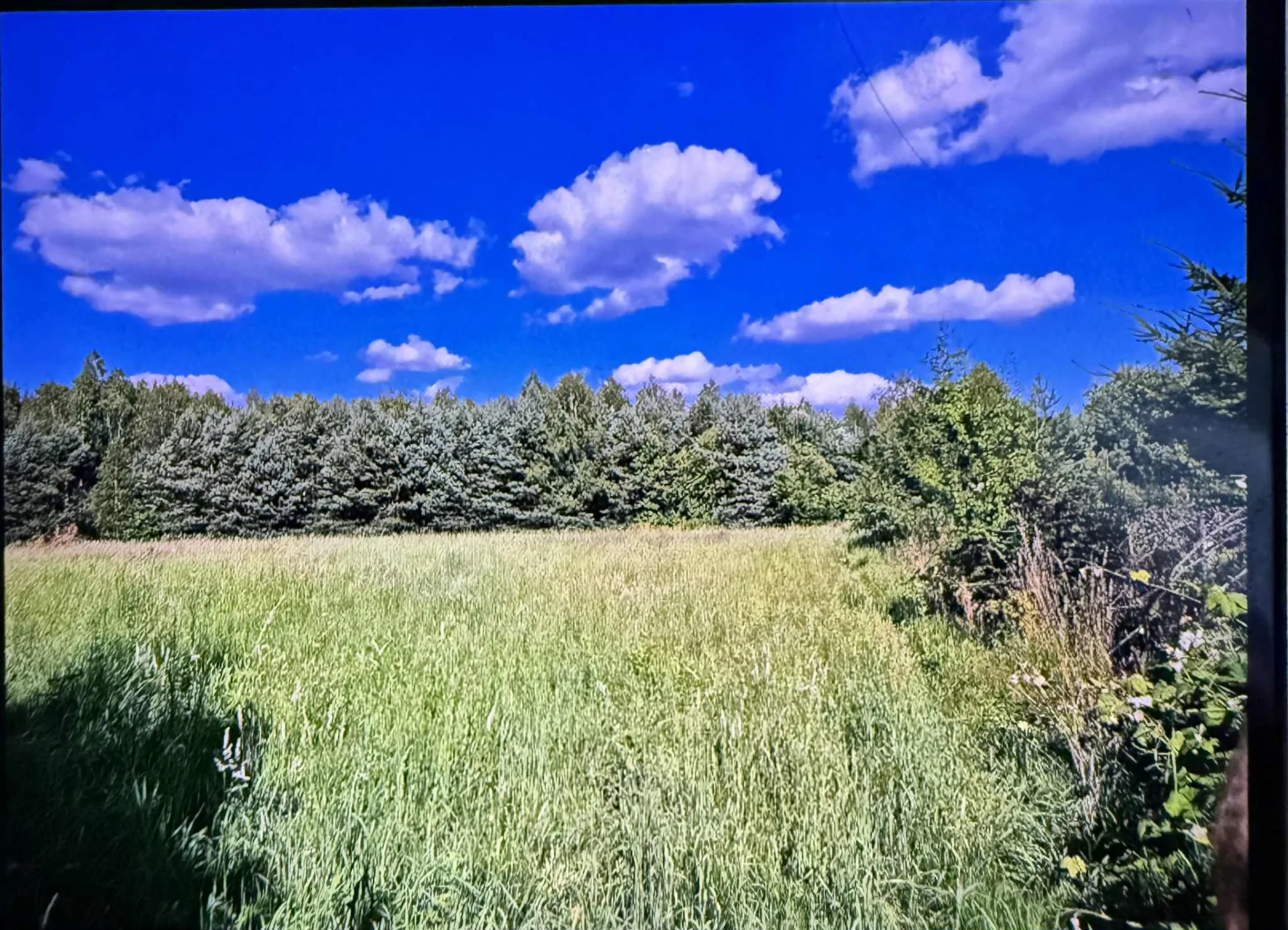 Działka szeroka długa pod lasem