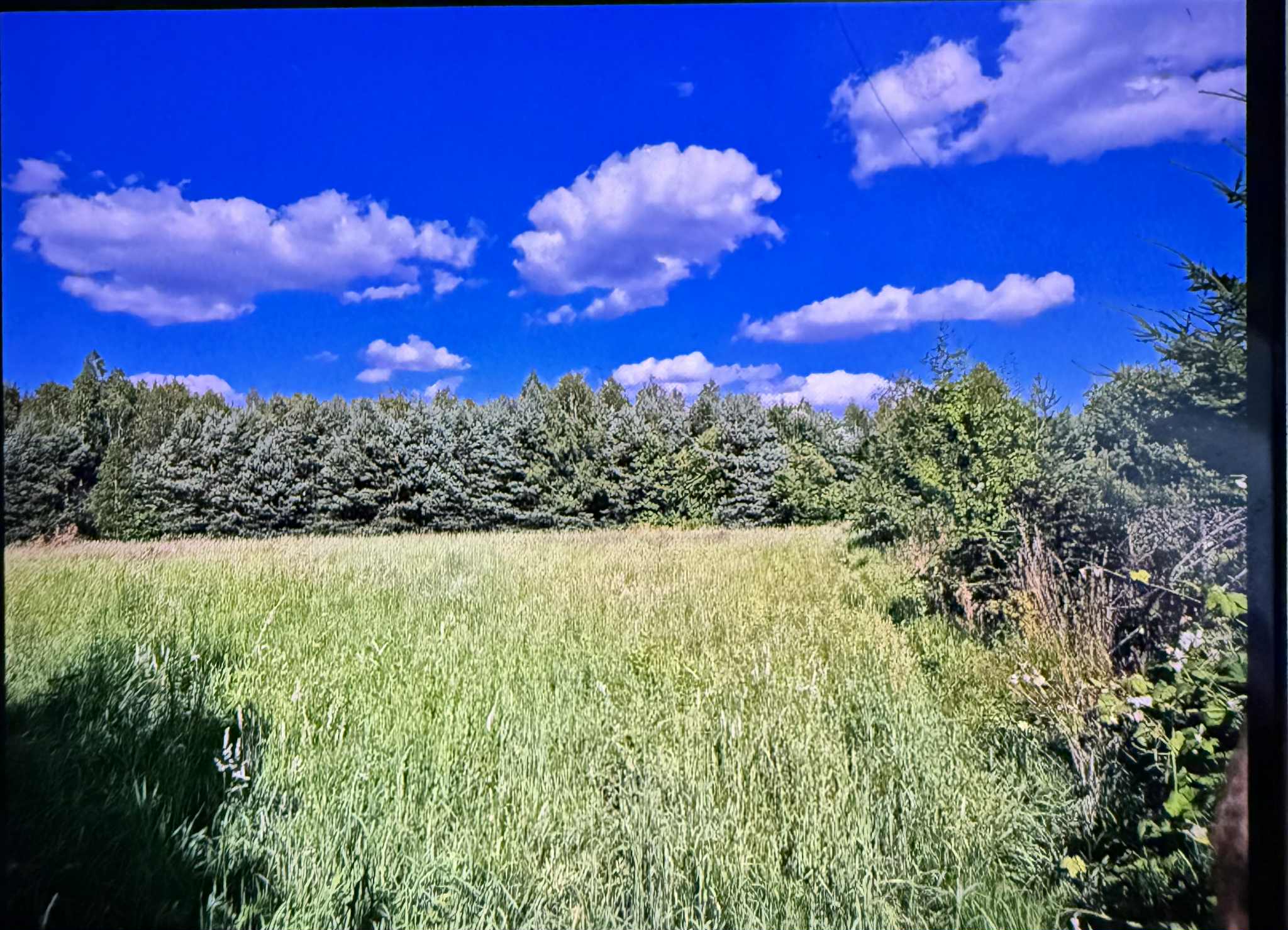 Działka szeroka długa pod lasem