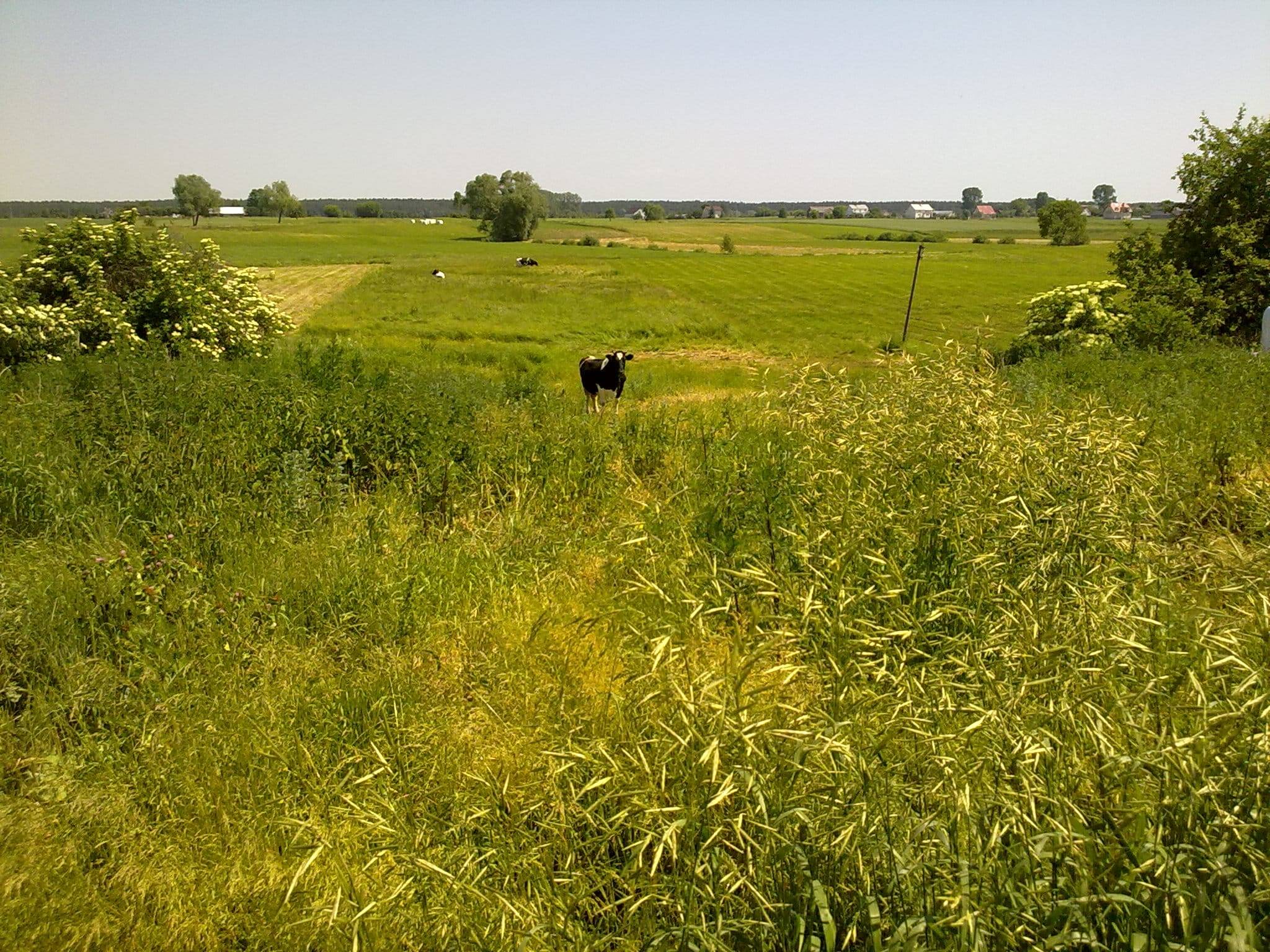 siedlisko - działka 4573 m2, gmina Rajgród