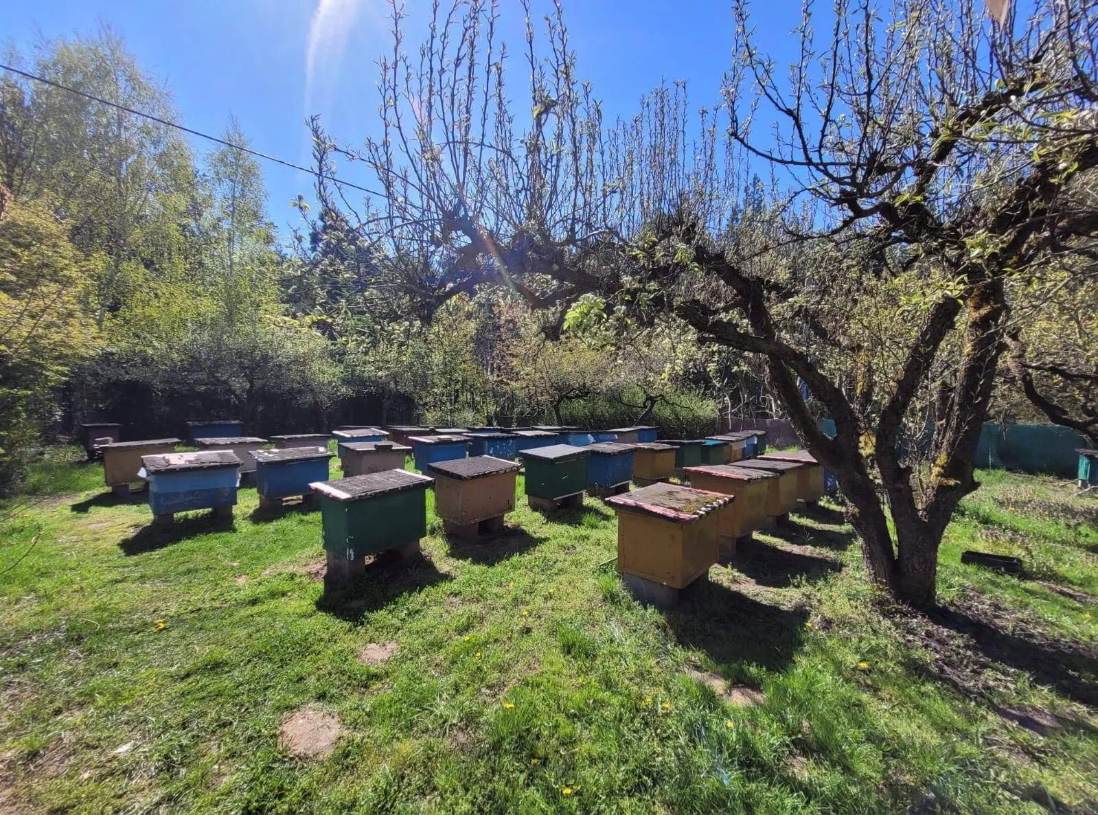 Dom z ogrodem i pasieką