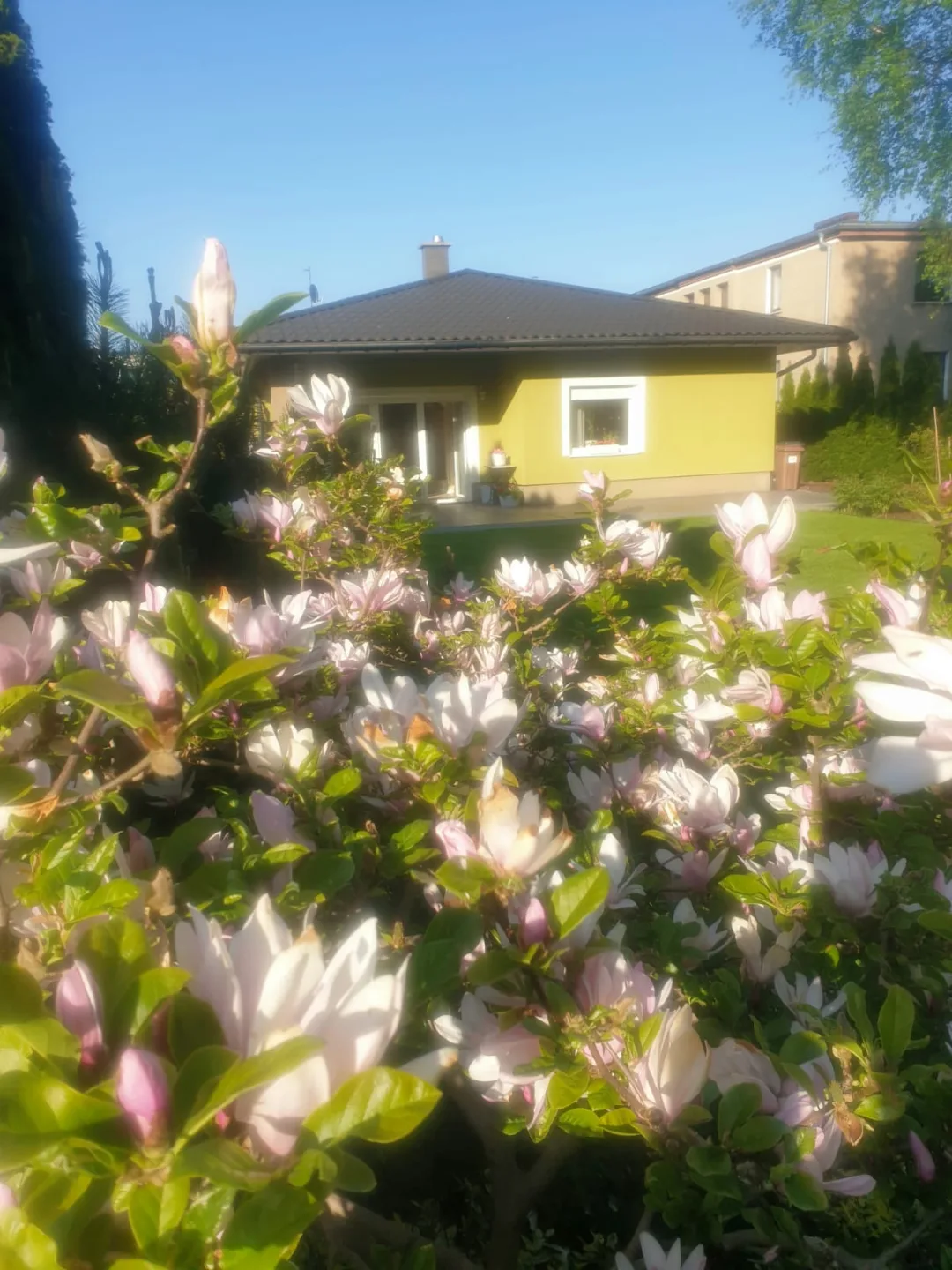 Dom parterowy z widokiem na las