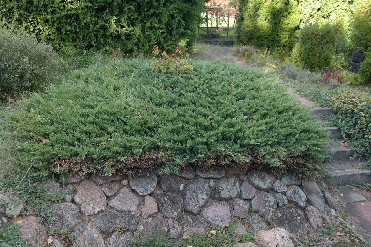 ROD DUŻA PIĘKNA ZADBANA DZIAŁKA REKREACYJNA Z DOMKIEM 730 M. KW. NIEWODNICA KOŚCIELNA k. BIAŁEGOSTOKU