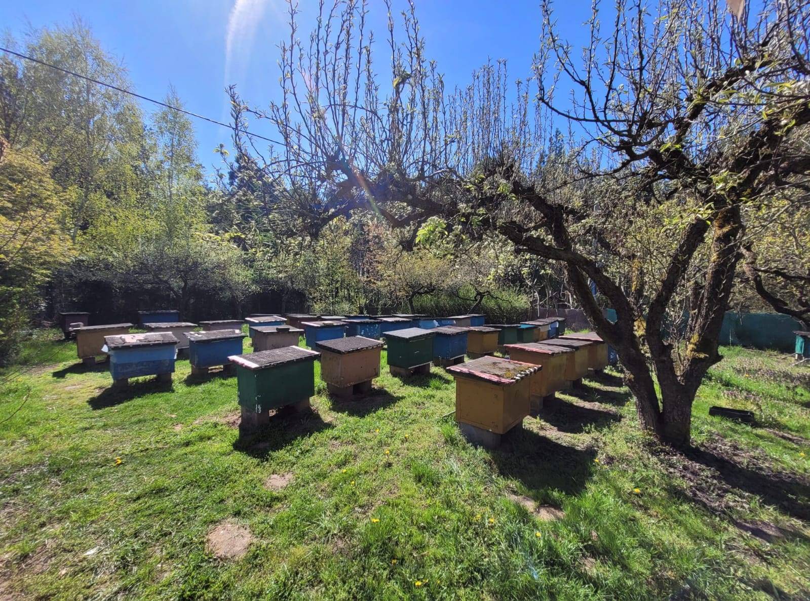 Dom z ogrodem i pasieką