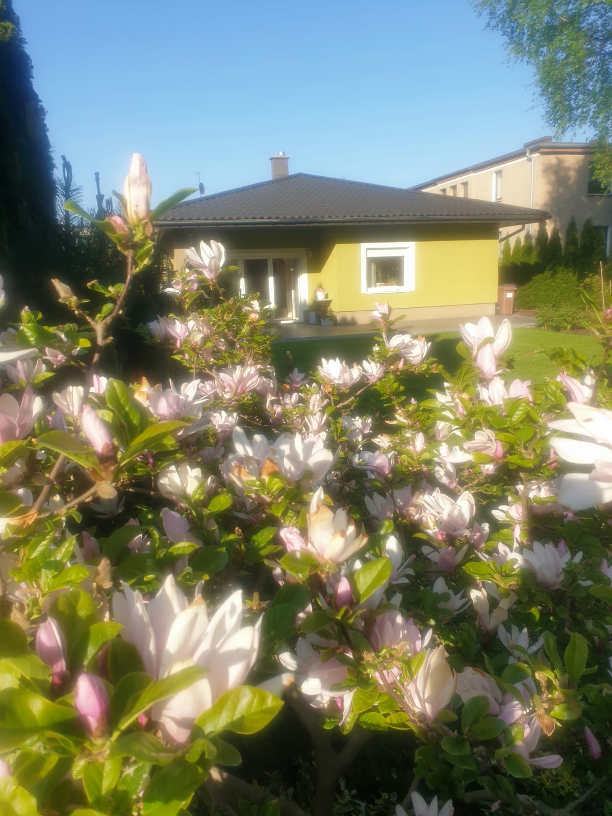 Dom parterowy z widokiem na las