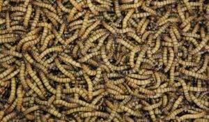 Jak wykryc i usunac robaki w domu