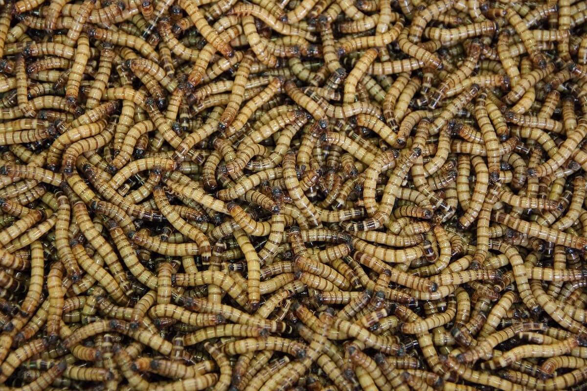 Jak wykryć i usunąć robaki w domu?